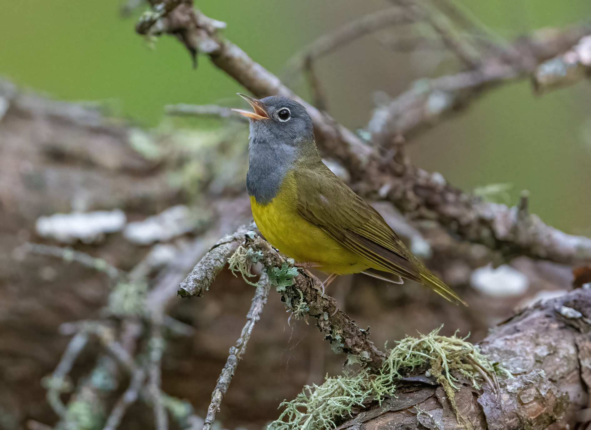 The elusive and secretive Connecticut warbler (our first OMG we are lost adventure)