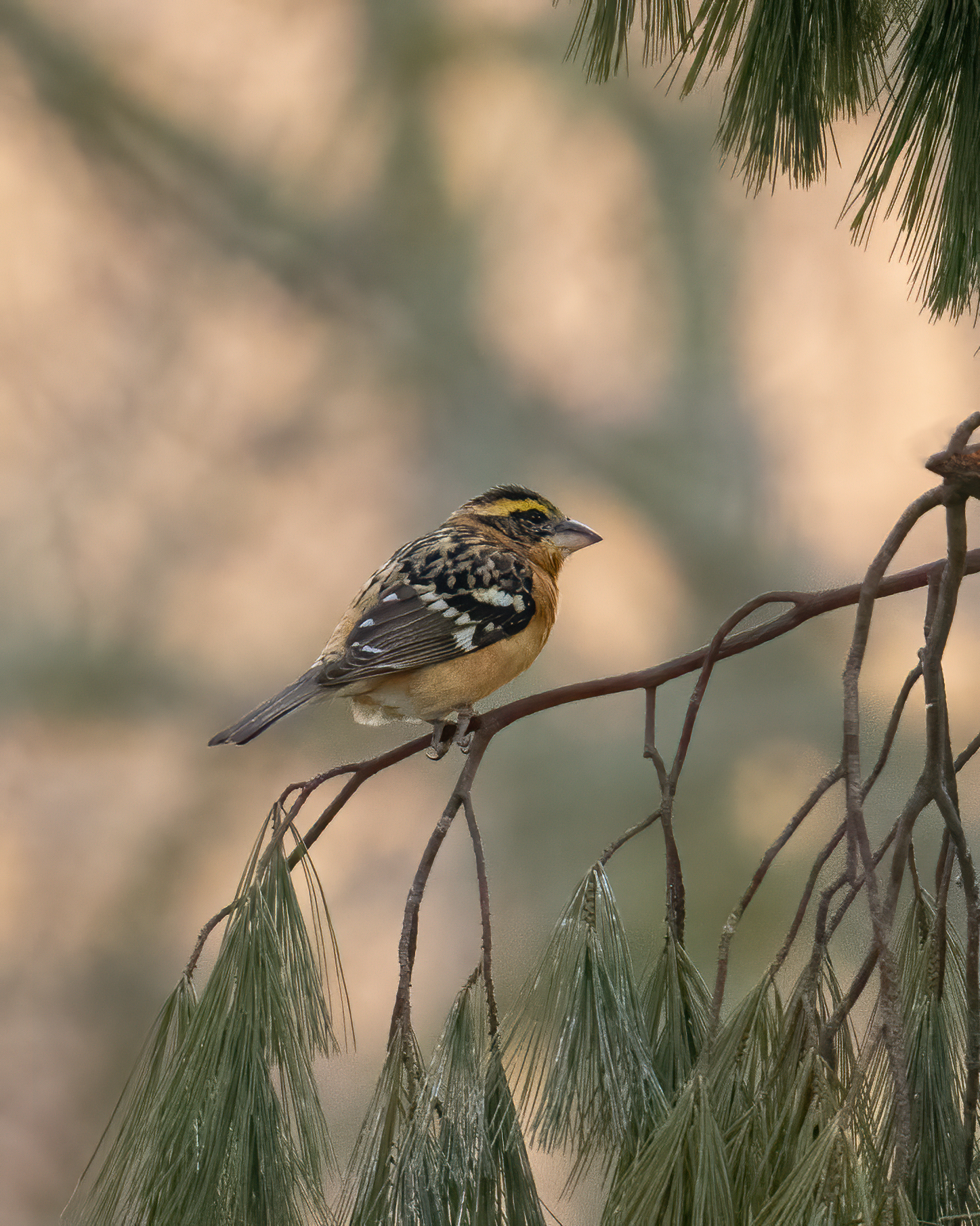 Black Headed Grosbeak – the Ohio Quest