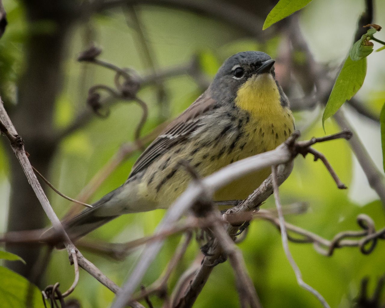 Kirtland’s warbler- the bird that started my quest