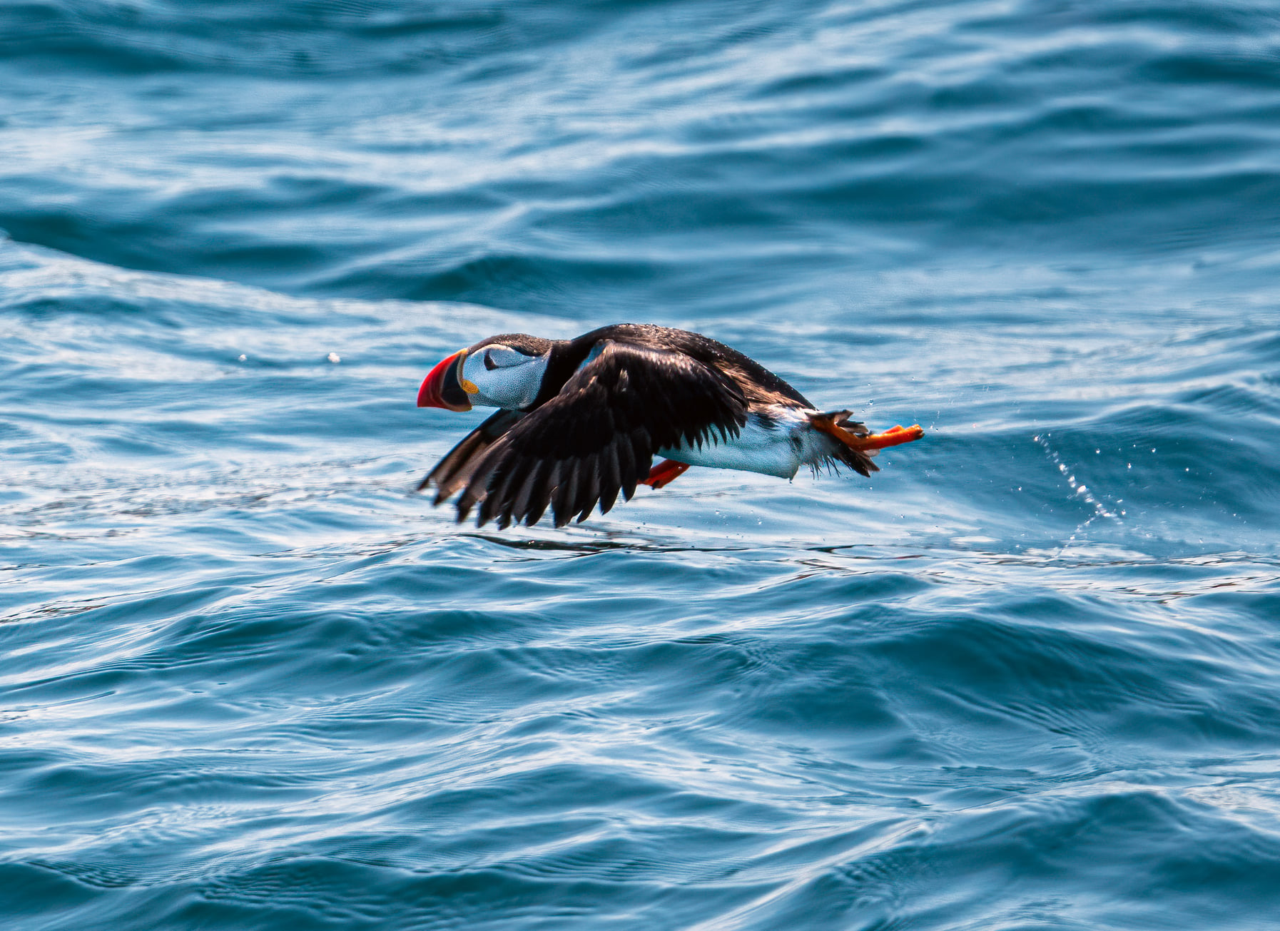 The Puffins- Taking G-kids out to see them