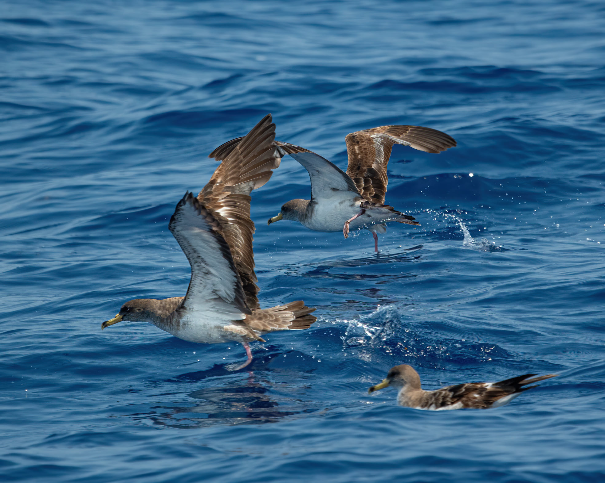 OBX Pelagic- the dramamine dream boat
