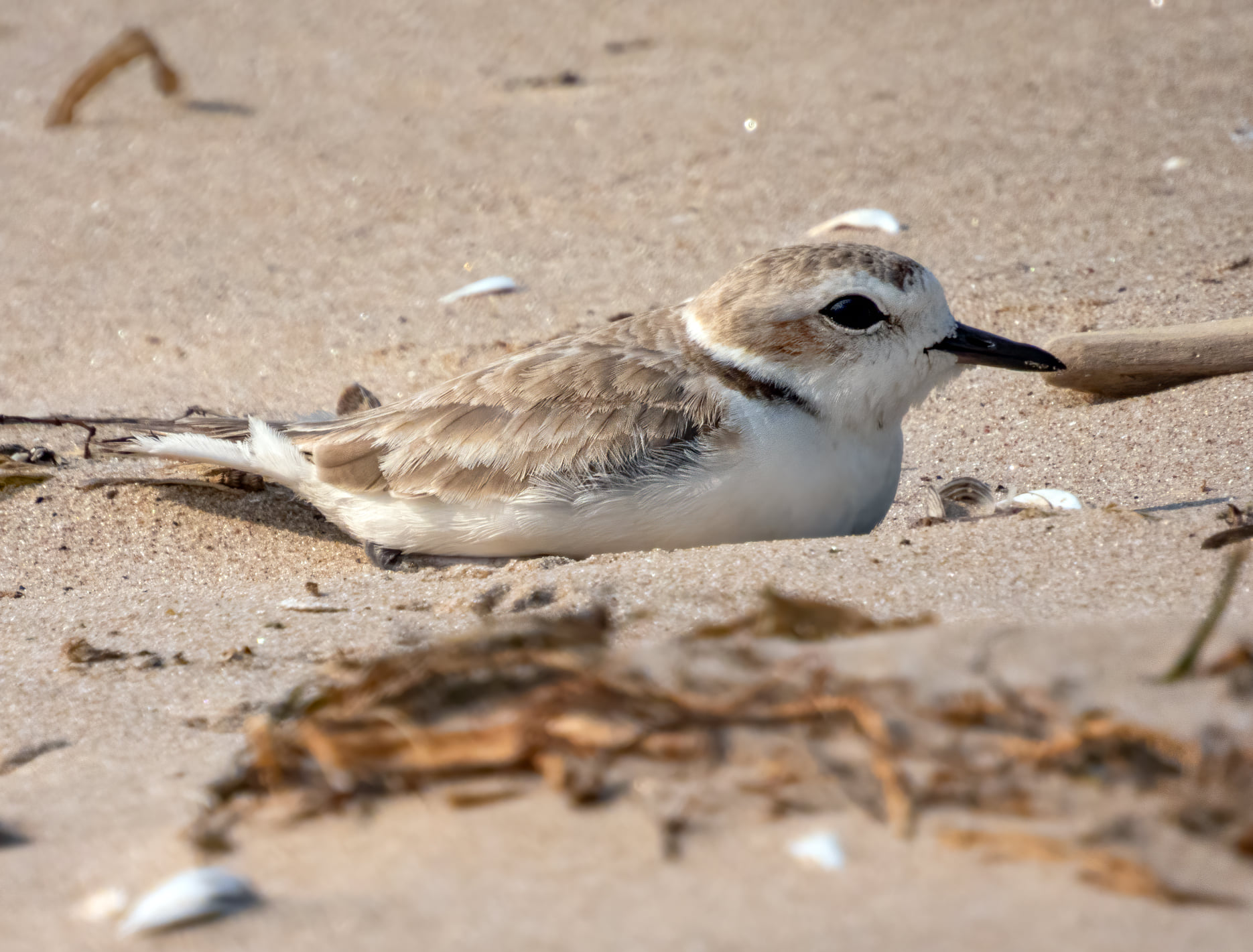 Snowy Plover A New York State first!