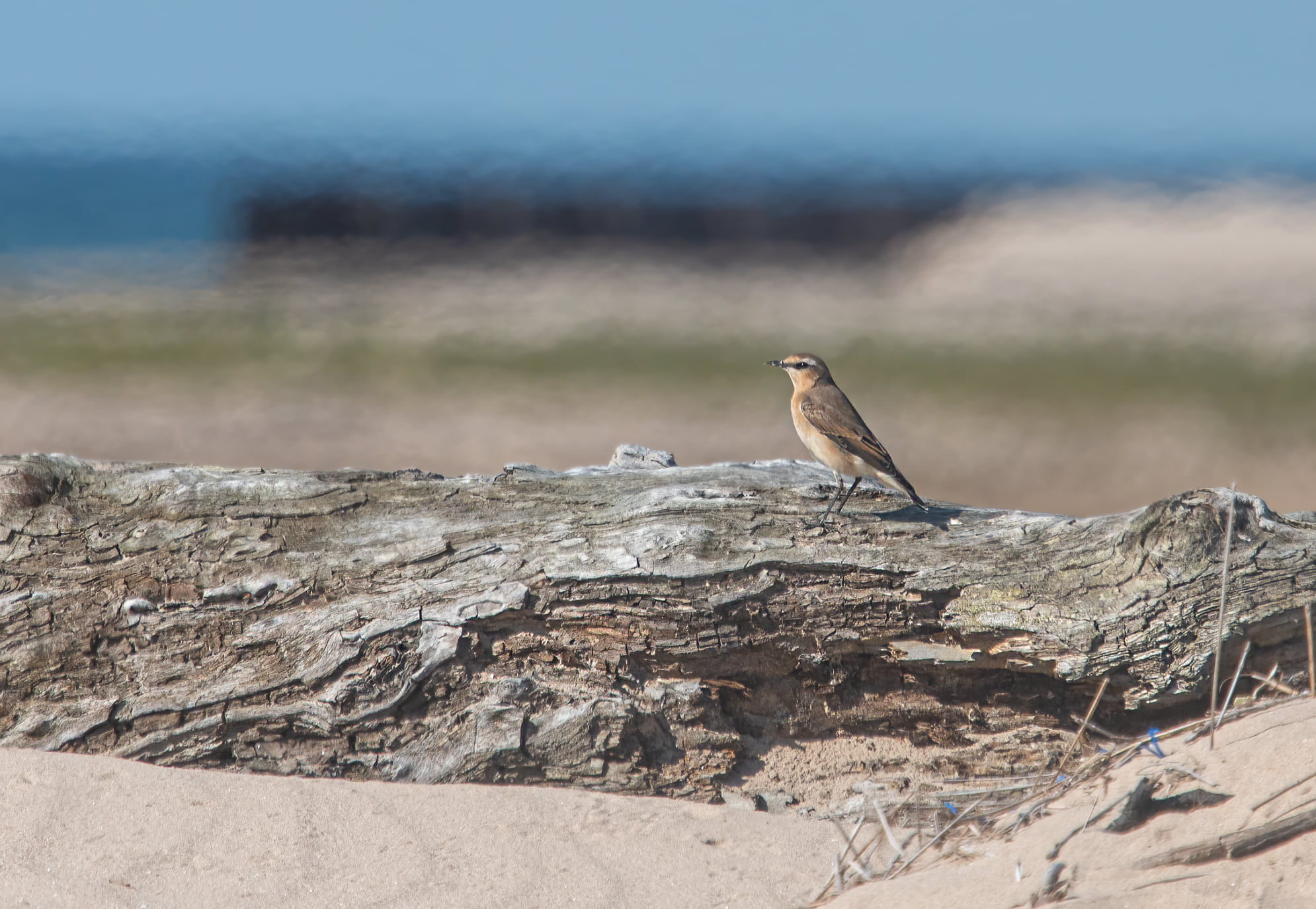 Northern Wheatear? Whats a Wheatear????