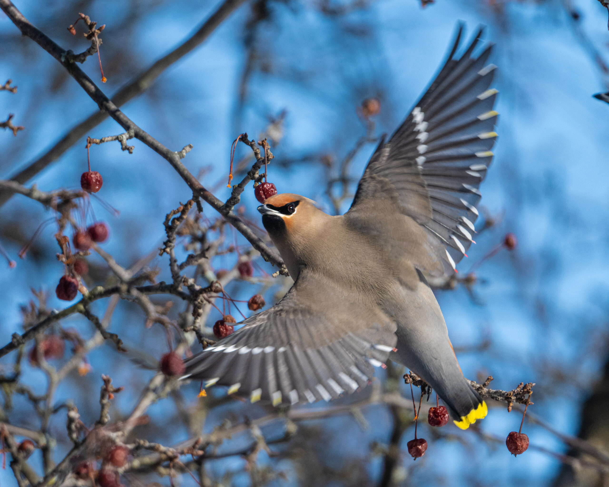 Bohemian Waxwings – The wanderers