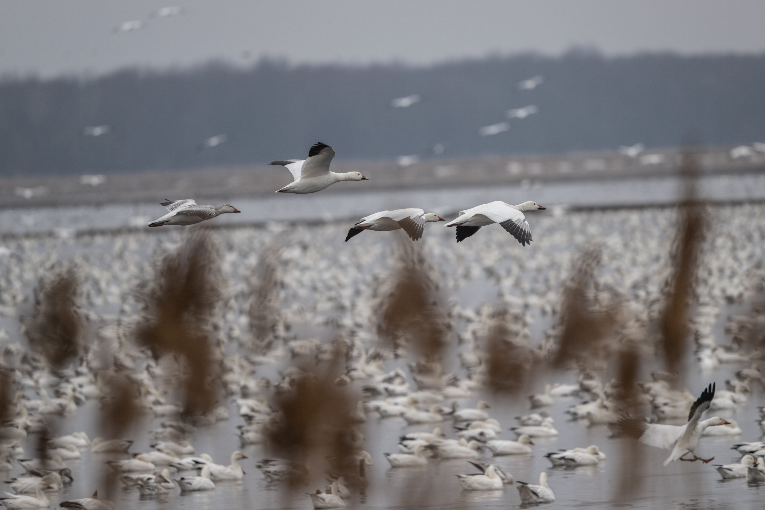 Snow goose storm