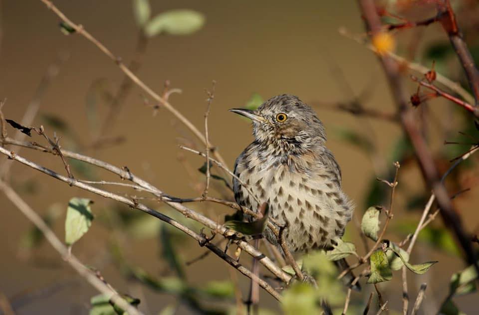 The Sage Thrasher