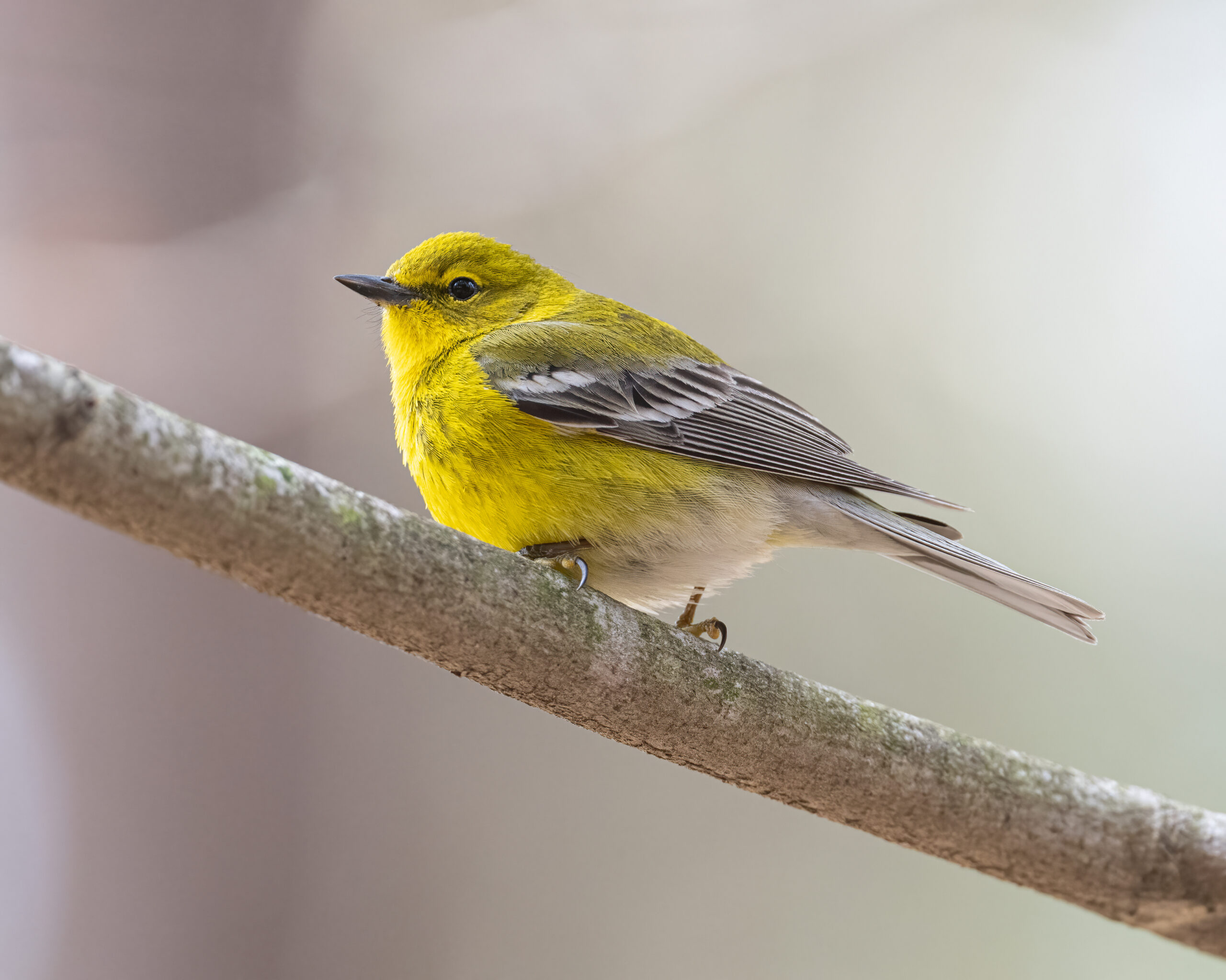 Pining for the pine warbler
