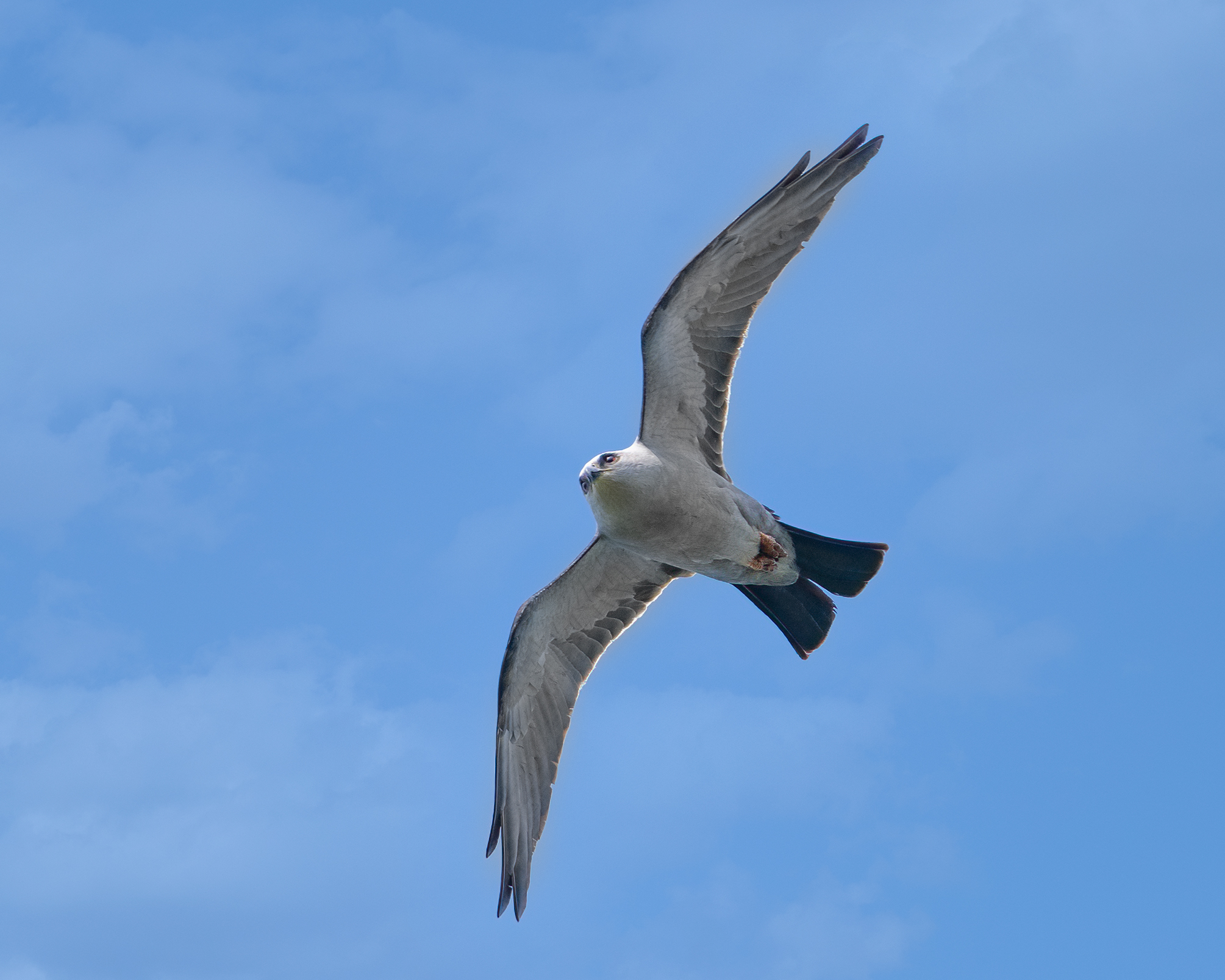 I went to see a flying kite!