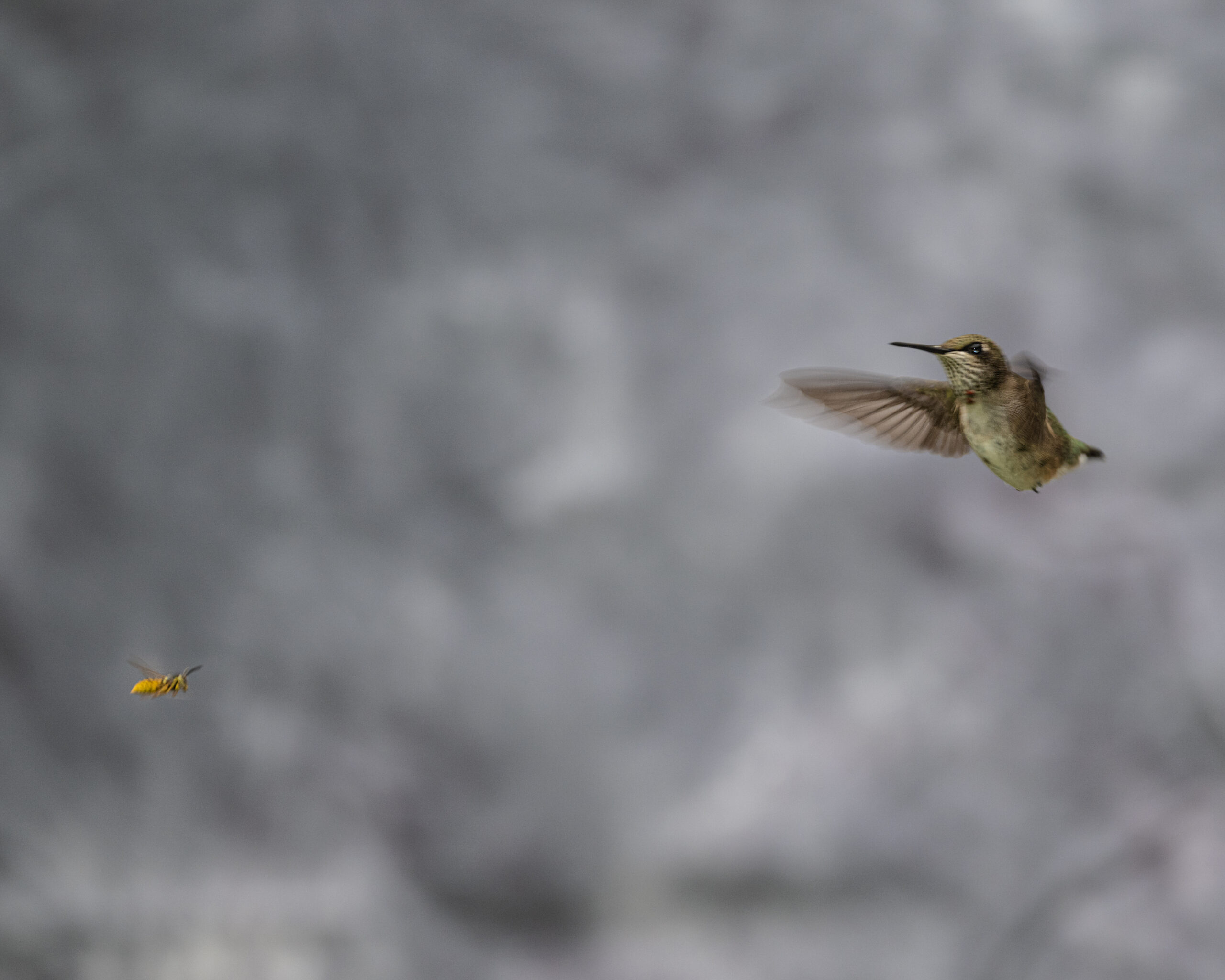 Sometimes the adventure is right outside your front door! Ruby throated hummingbirds